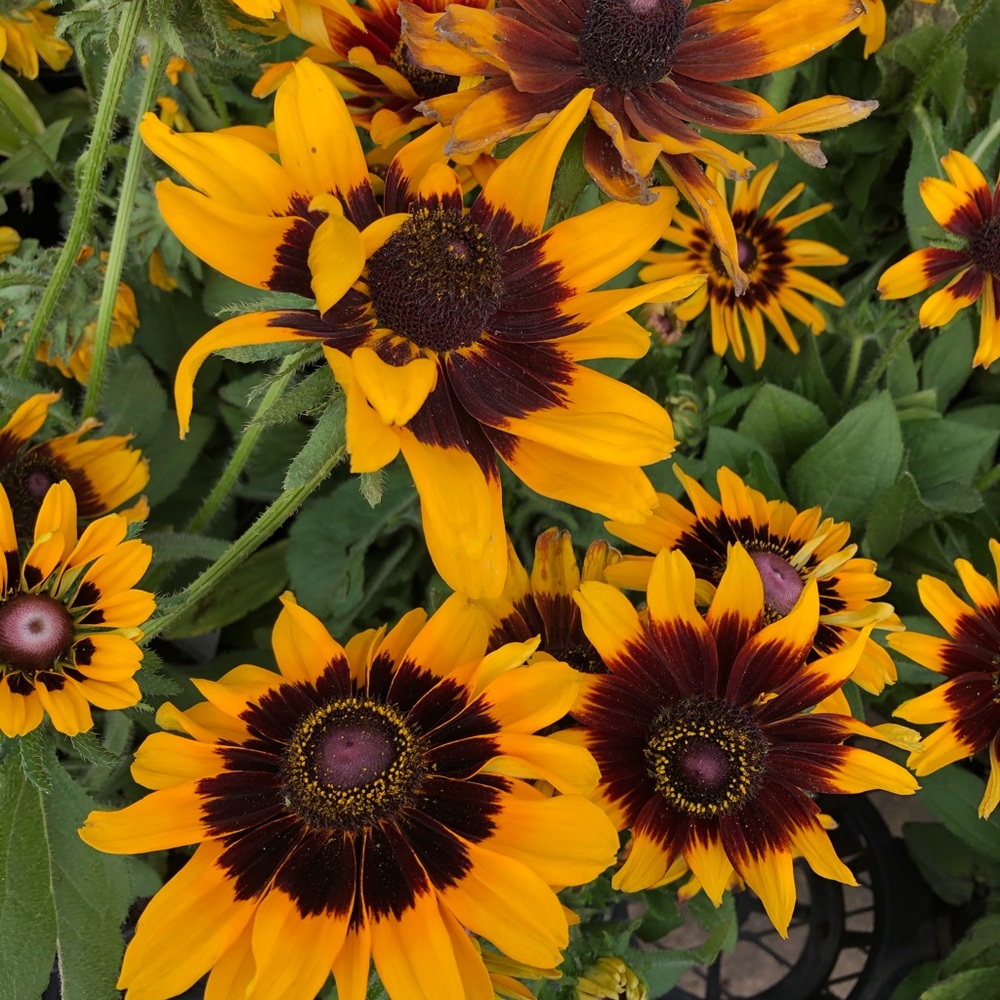 Meet your Posher, Lee